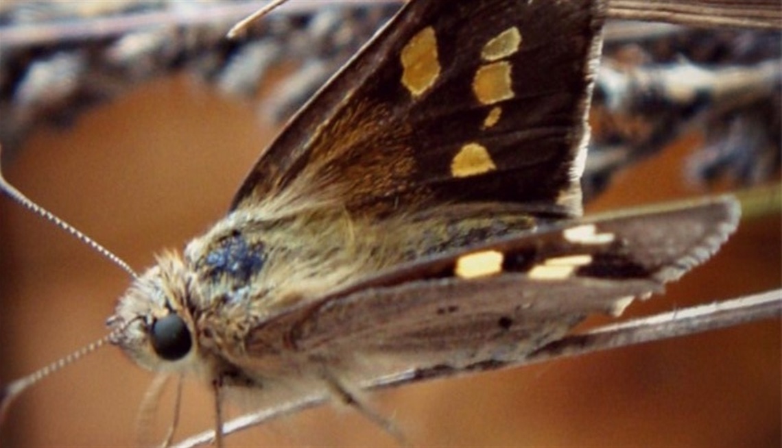 YELLOWISH SEDGE SKIPPER