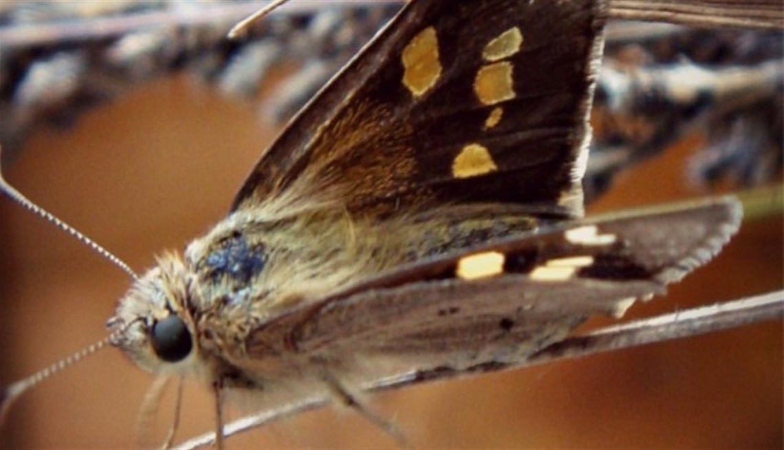 YELLOWISH SEDGE SKIPPER