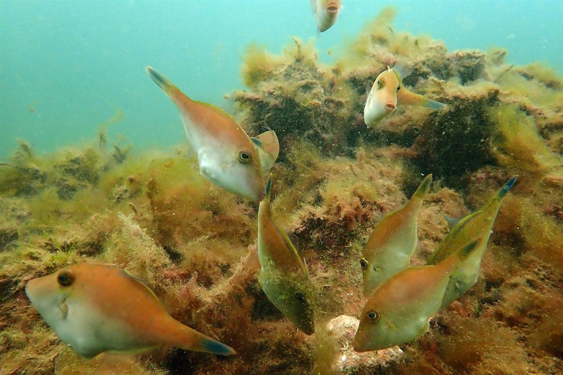 Leatherjacket fish at the Windara shellfish reef on the Yorke Peninsula. Photo: Anita Nedosyko