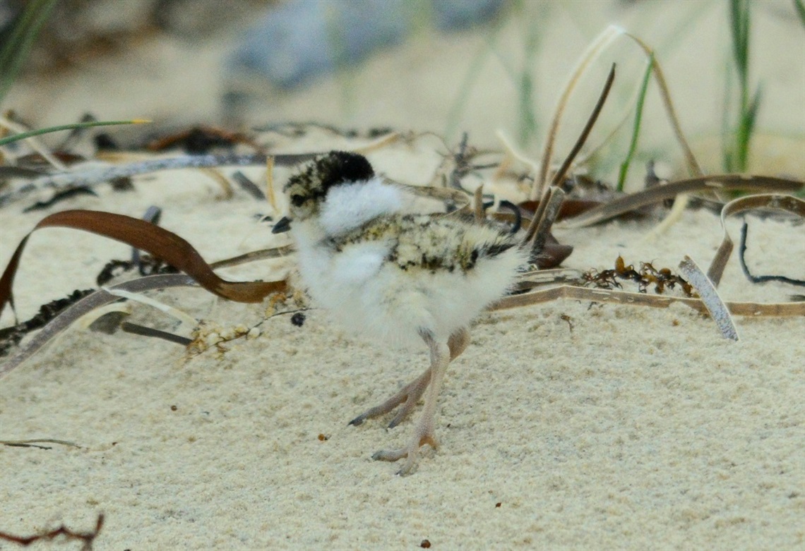 Hooded Plover chick at Aldinga Beach