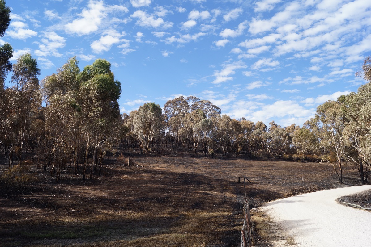 Cherry Gardens fire