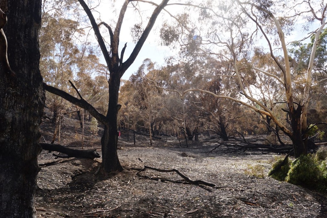 Cherry Gardens fire