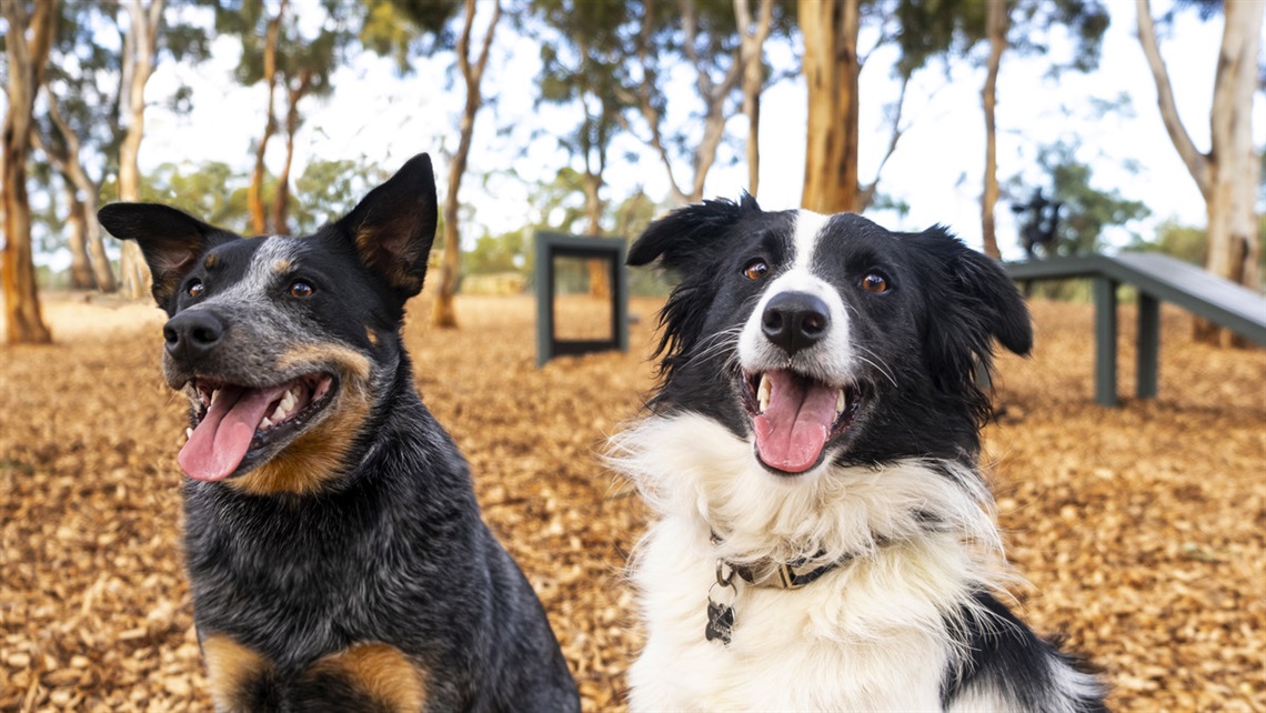 The Minkarra Park dog park is receiving lighting through the LRCI program.