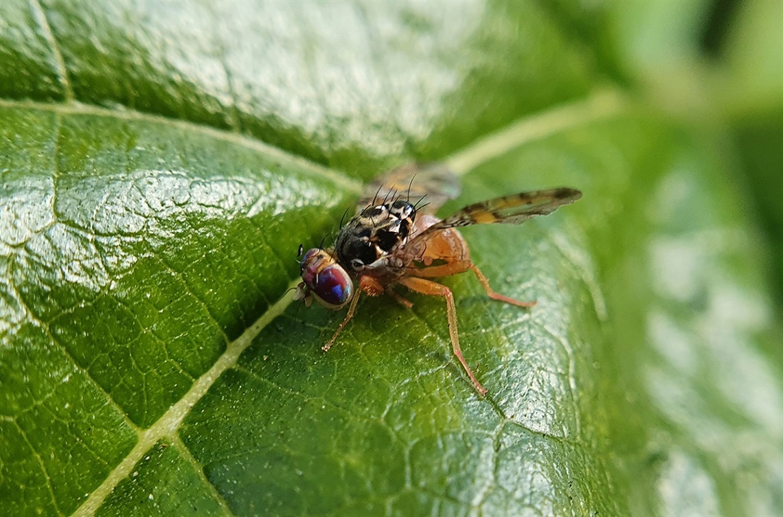 Fruit fly