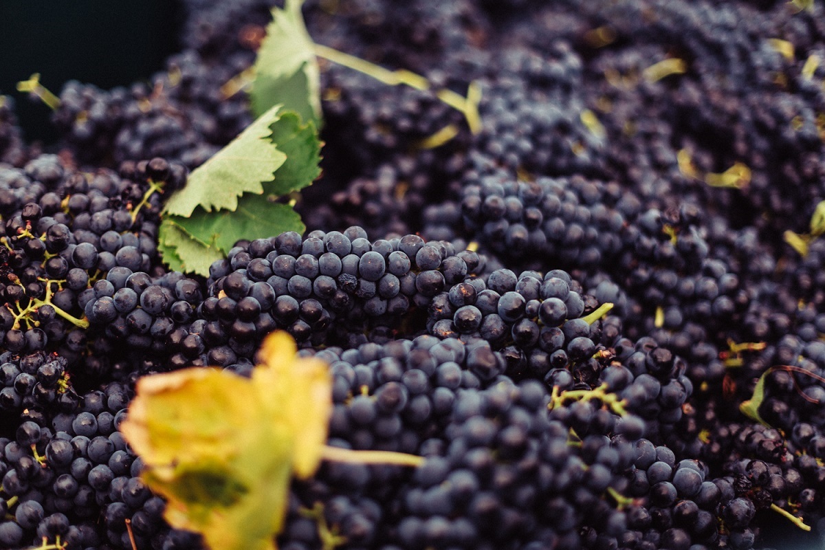 Grapes