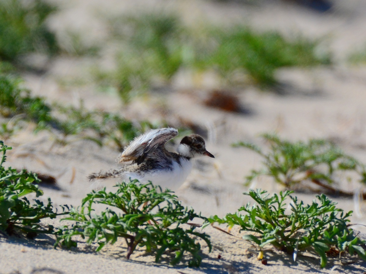 Hooded Plovers’ record season