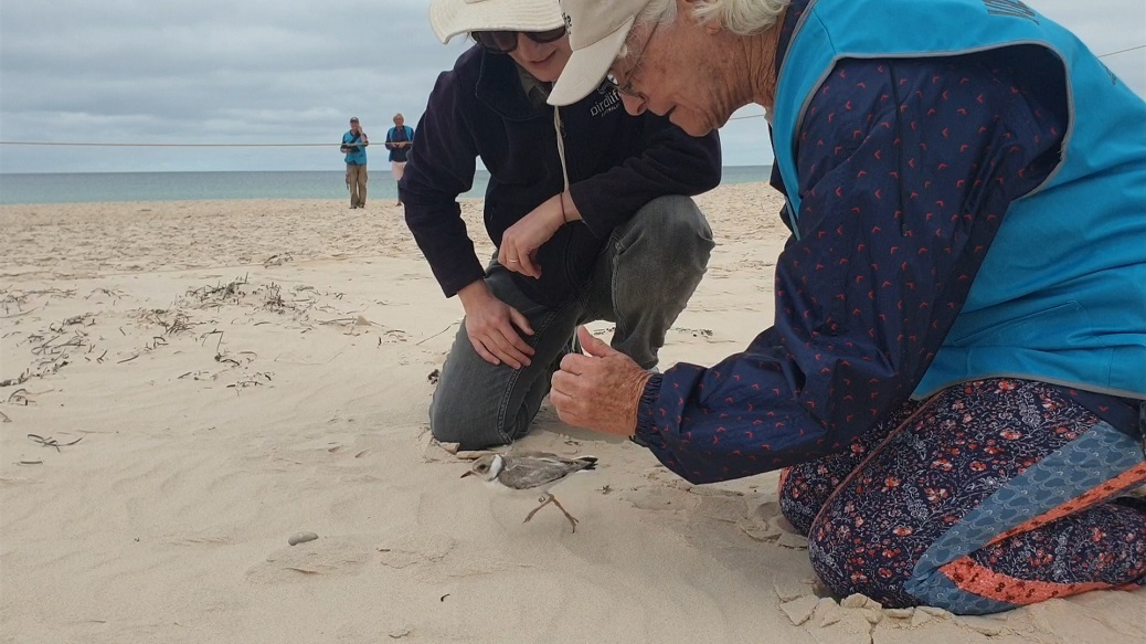 Hooded Plovers’ record season