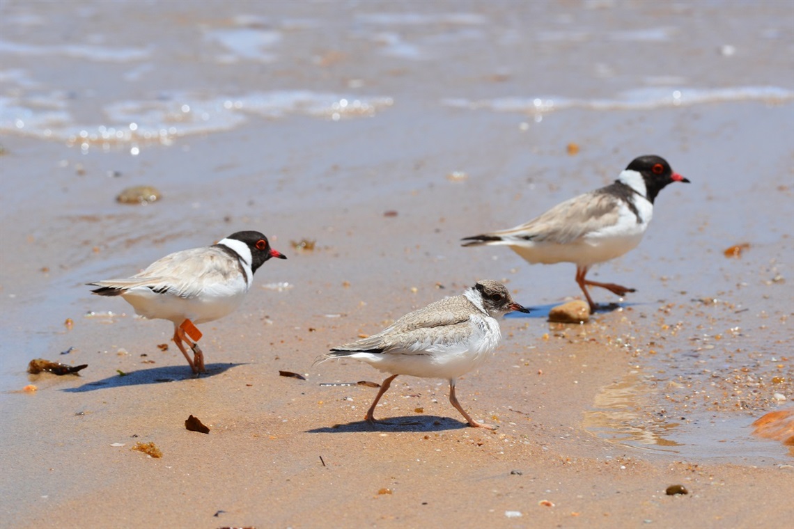 Hooded Plovers’ record season