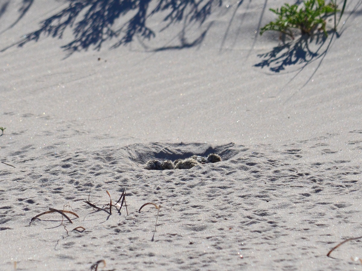 Recently hatched chicks huddle in the sand at Port Willunga.