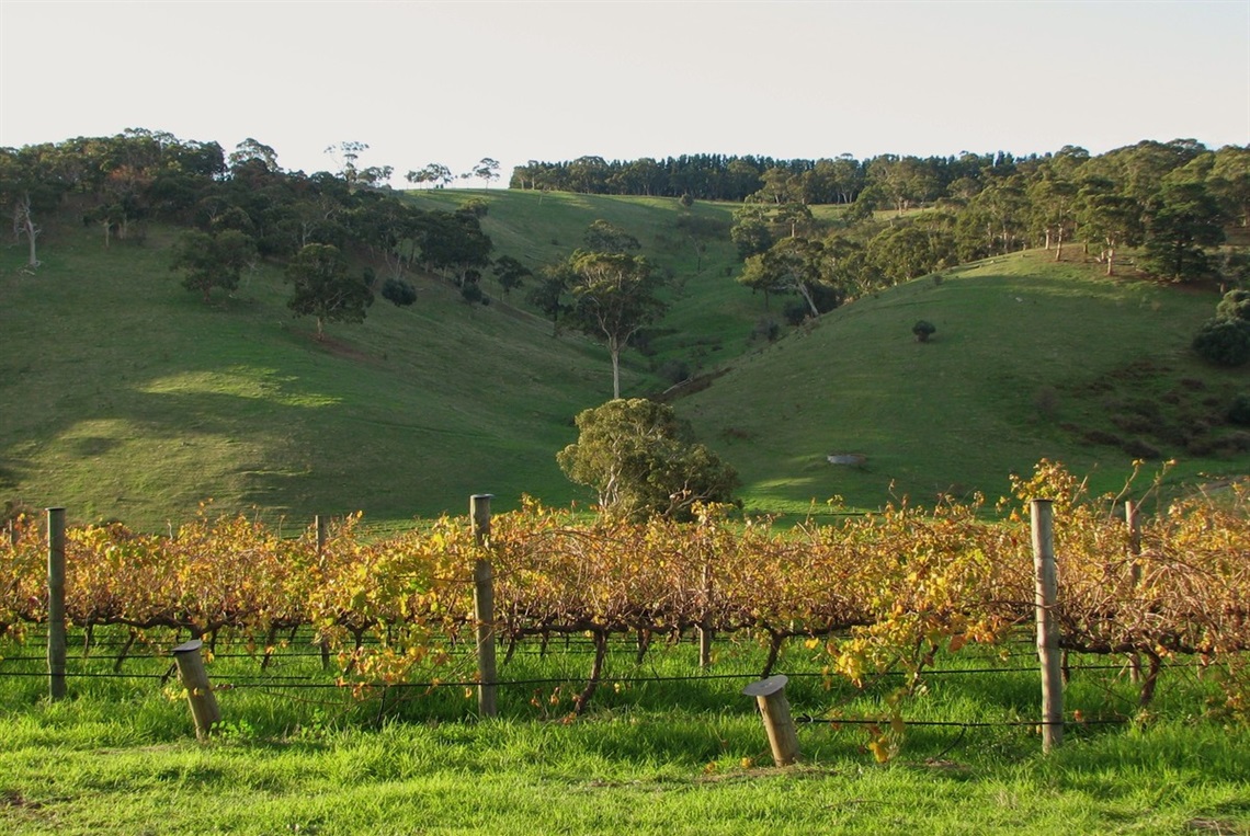 McLaren Vale vineyards