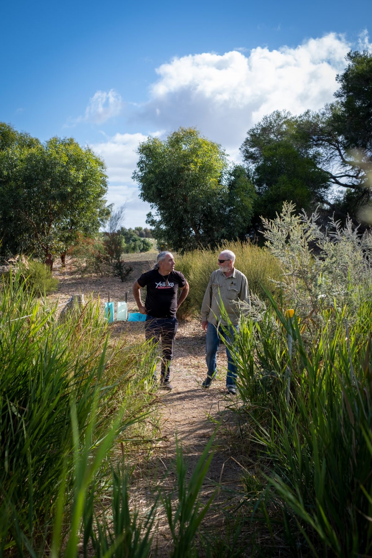 A parcel of land in McLaren Vale on an ancient Kaurna Meyunna camping place is being transformed from neglected farmland to a place with thriving ecosystems and bi-cultural activity.