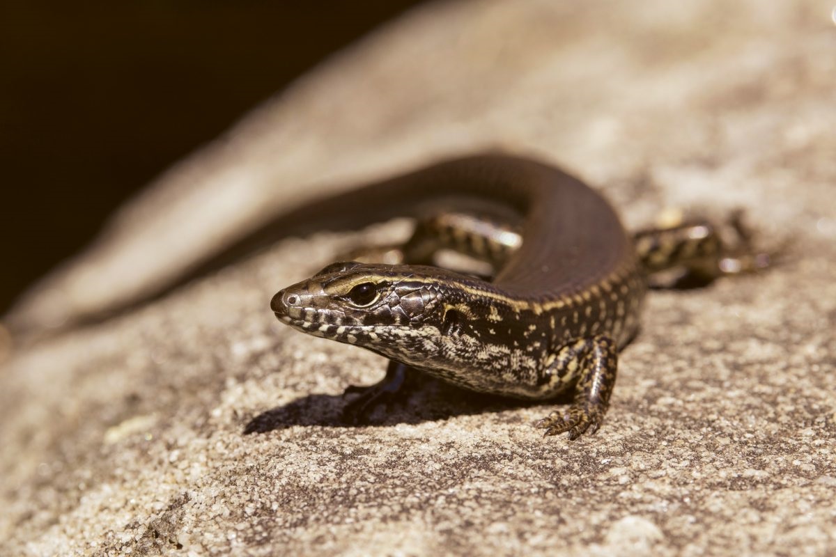 Skink on a rock