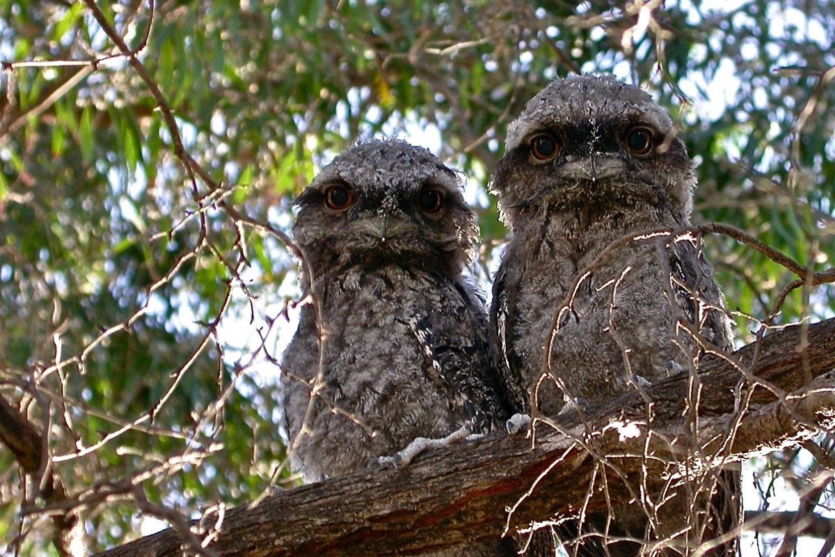 Tawny Frogmouth babies