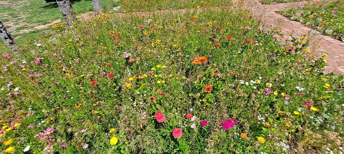 A new self-sustaining wildflower meadow at Woodcroft’s Robert Wright Park may be the first of its kind in Australia.