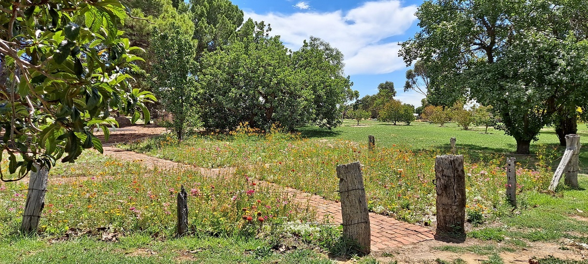 A new self-sustaining wildflower meadow at Woodcroft’s Robert Wright Park may be the first of its kind in Australia.