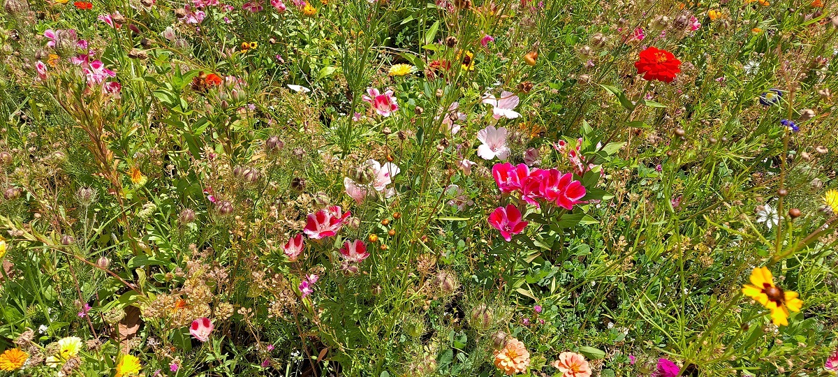 A new self-sustaining wildflower meadow at Woodcroft’s Robert Wright Park may be the first of its kind in Australia.
