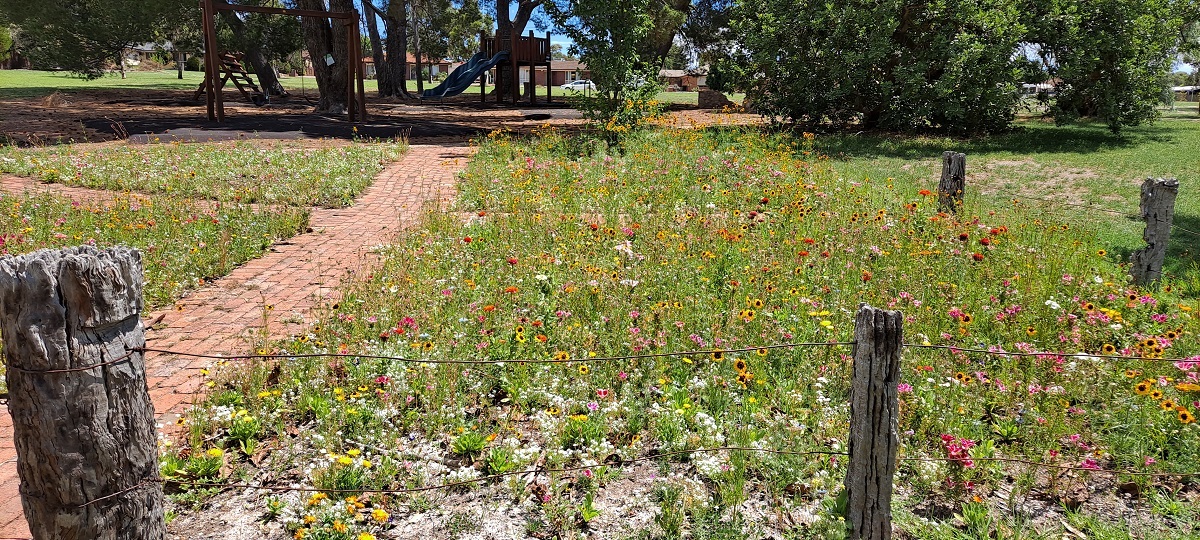 A new self-sustaining wildflower meadow at Woodcroft’s Robert Wright Park may be the first of its kind in Australia.