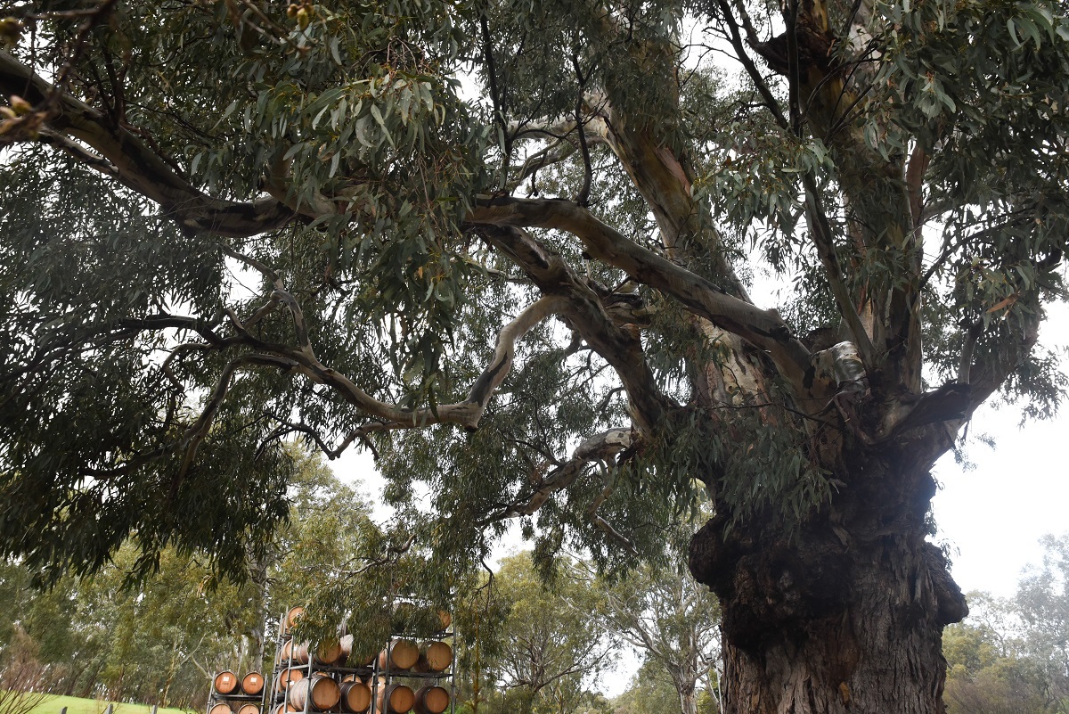 Wirra Wirra Tree