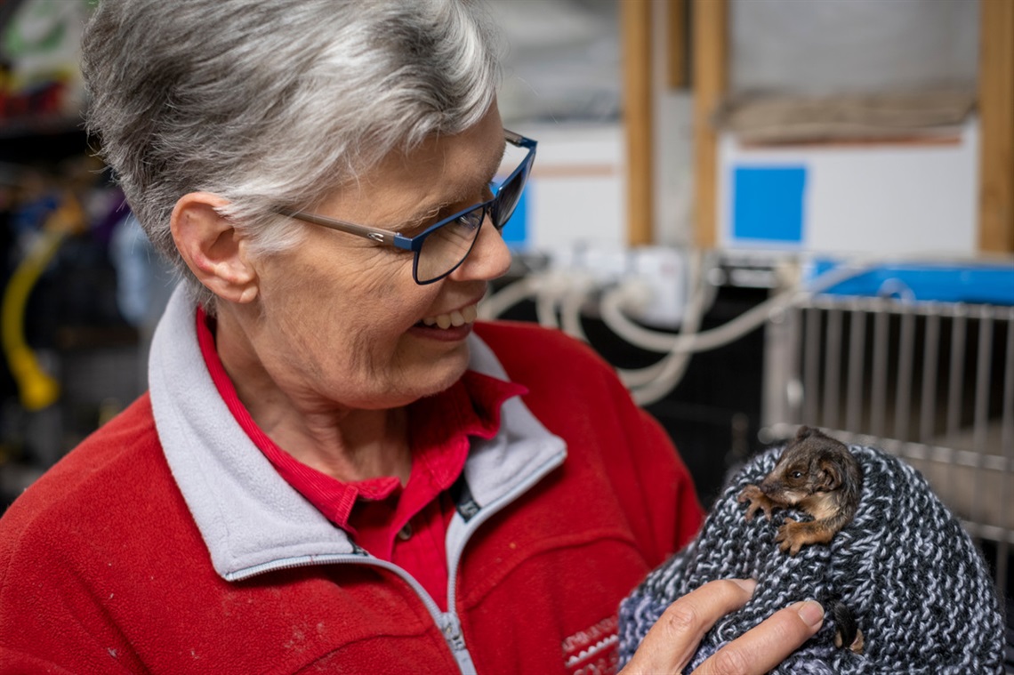 Bev Langley, wearing a red jacket and glasses, smiles while looking at a possum wrapped in blanket in her hands.