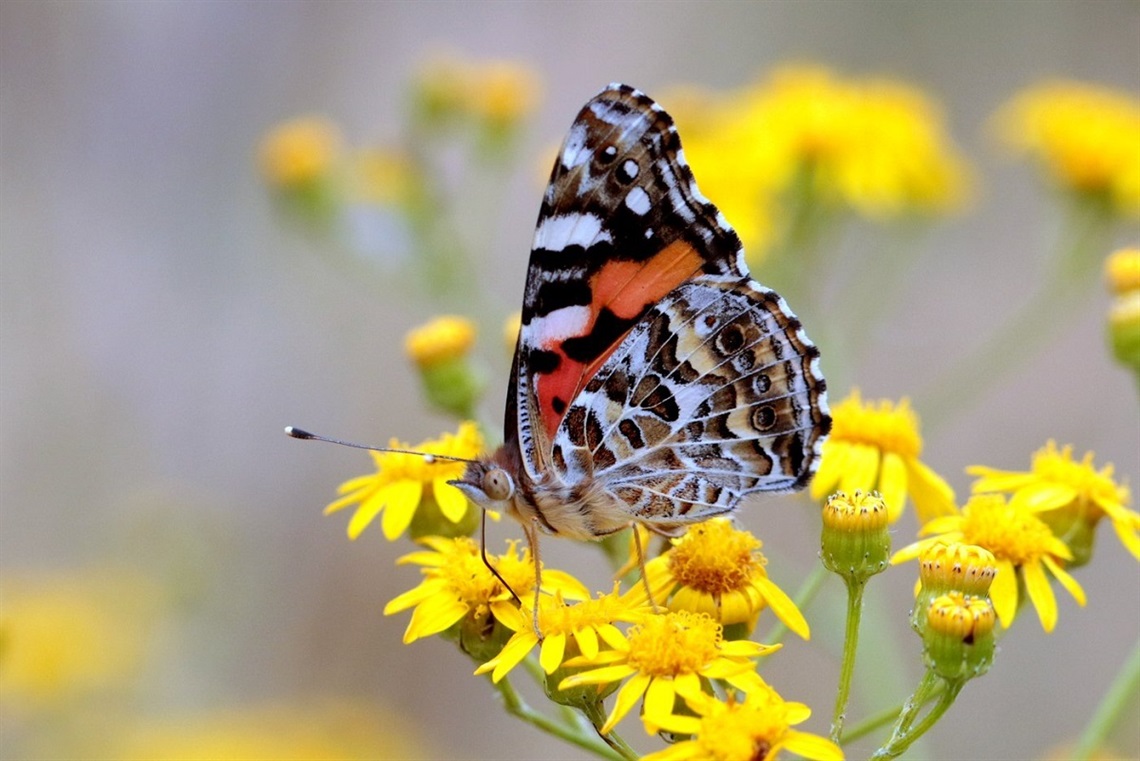 A painted lady butterfly sits atop some yellow flowers.