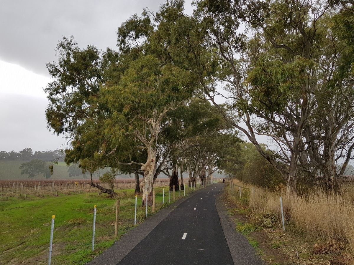 The Flat to Vale Trail winding its way alongside vineyards and trees.