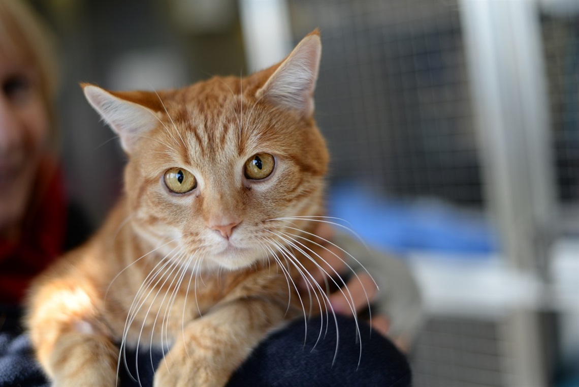 A ginger cat with yellow eyes looks directly into the camera.