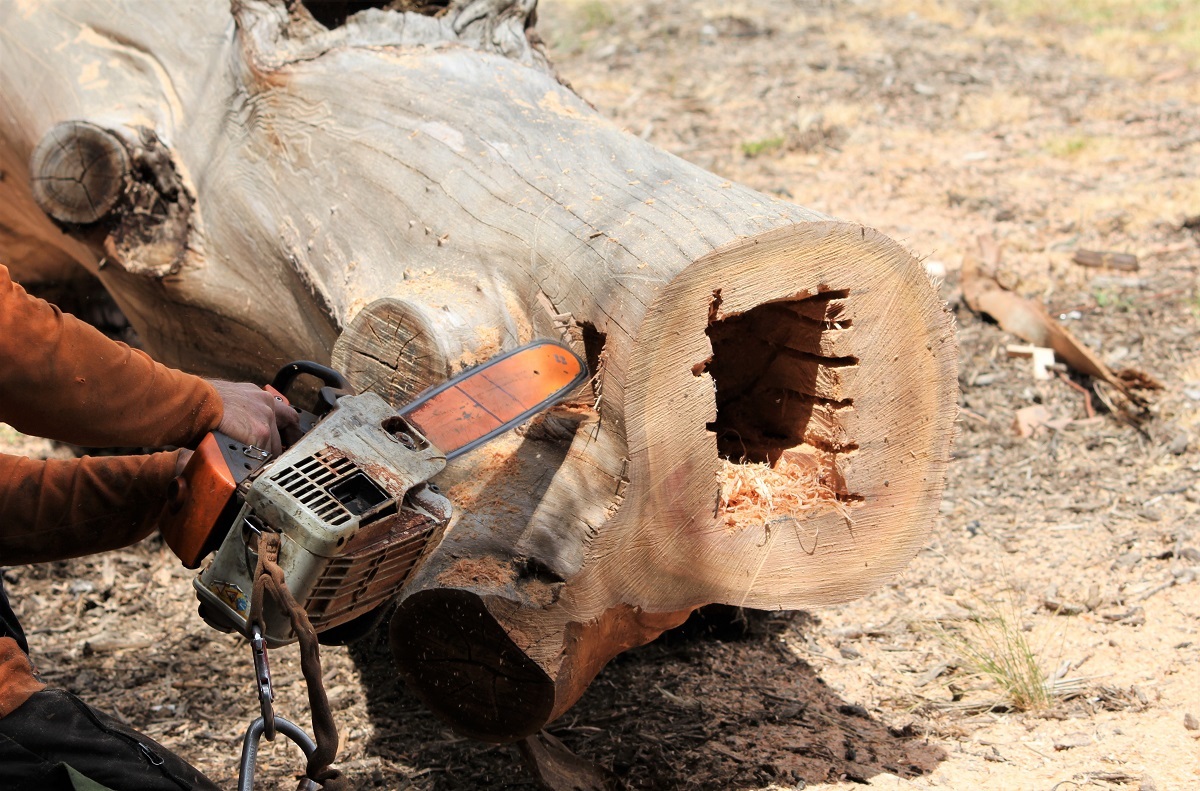 A close-up of a chainsaw and a hollow created in an old tree log.