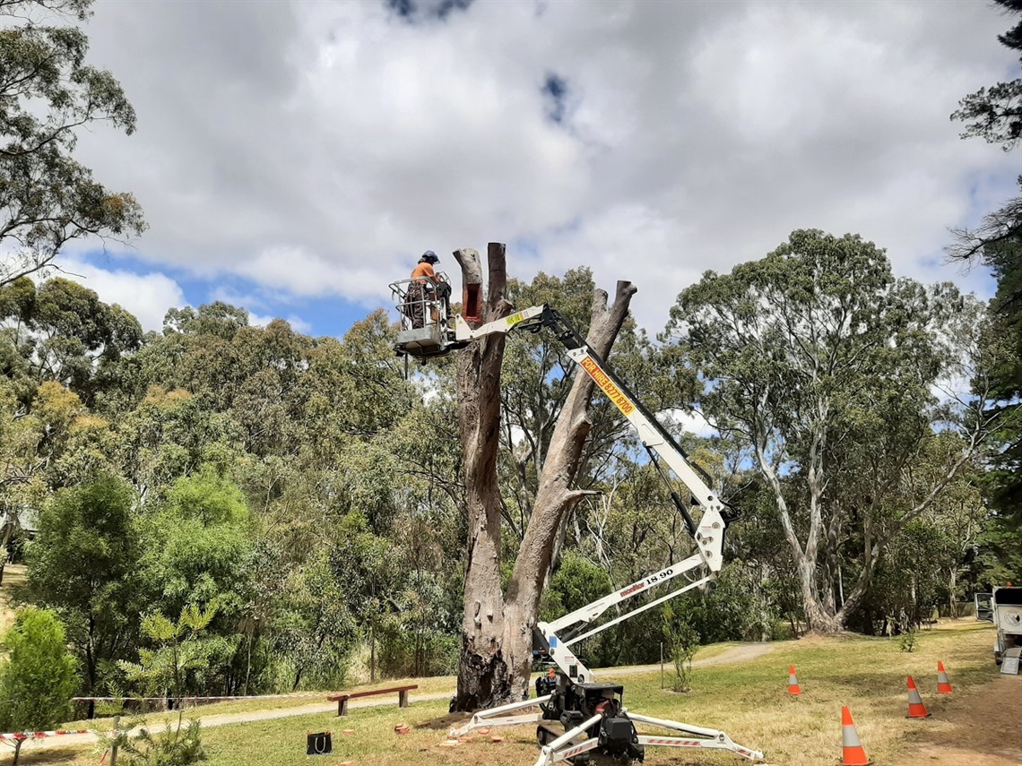 A man atop a work platform installs a new habitat in an old tree.
