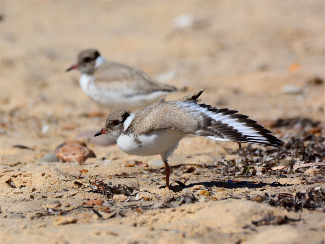 Two fledged Hooded Plovers at Maslin Beach stand alongside each other on the sand.