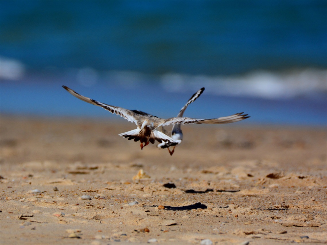 The two hooded plover juveniles stretch their wings in flight above the sand and water.