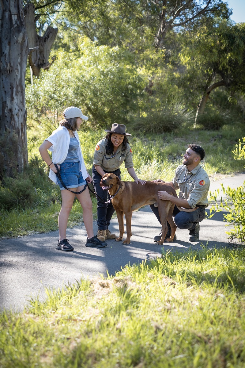 Council rangers Dylan and Thia talk with a dog owner on a leafy Coromandel Valley walking track with their community safety vehicle in the background.