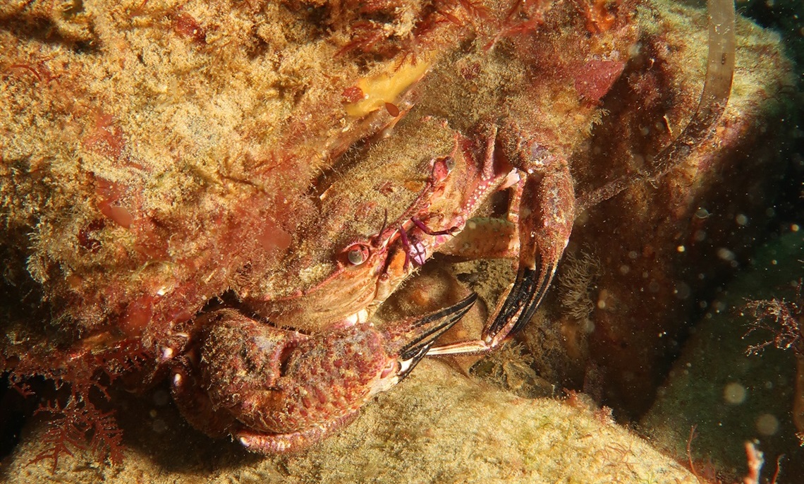 A rock crab sits in a crevice in the new shellfish reef.