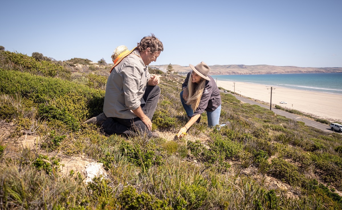 Council's Lee Withers and Green Adelaide Urban Ecologist, Elisa Sparrow, crouch in the dunes alongside Aldinga Beach's Esplanade.