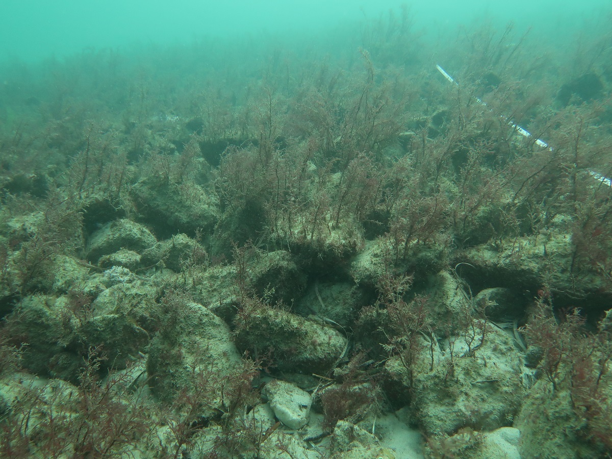 Algae at the new shellfish reef.