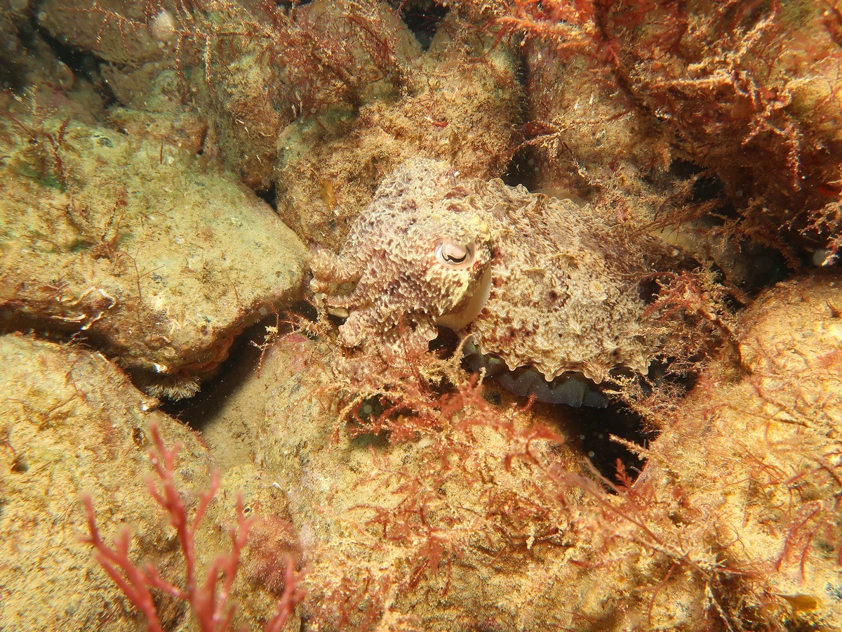 A cuttlefish at the new shellfish reef.