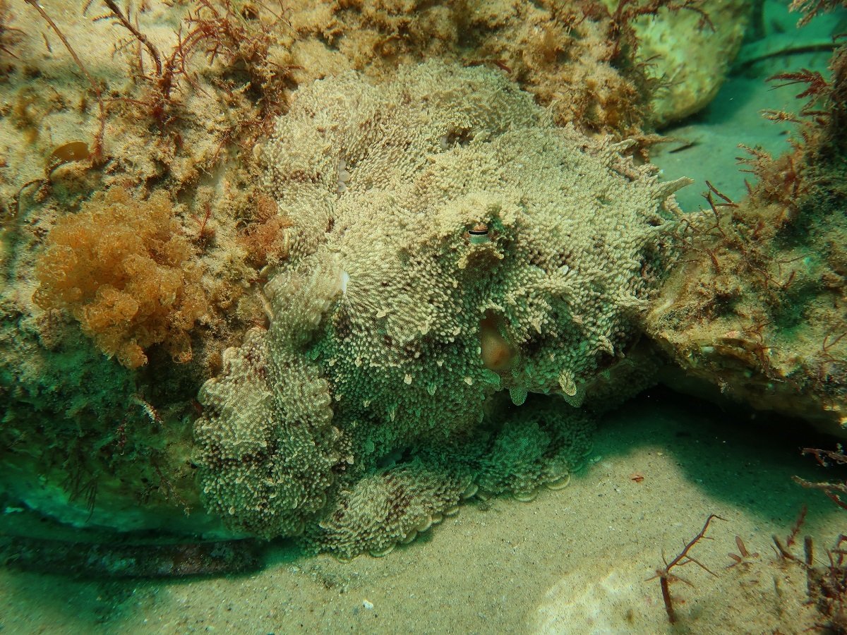 An octopus at the new shellfish reef.