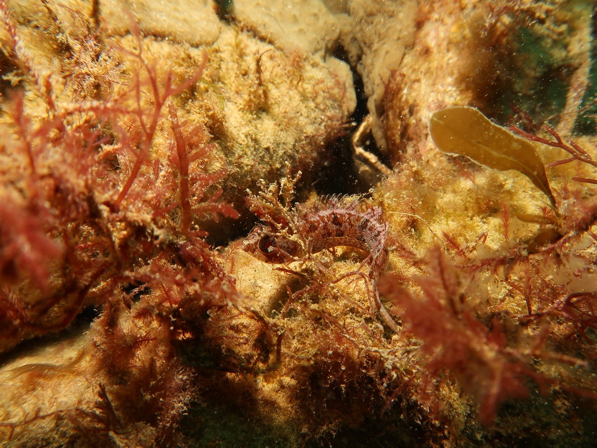 A weedfish swimming at the new shellfish reef.