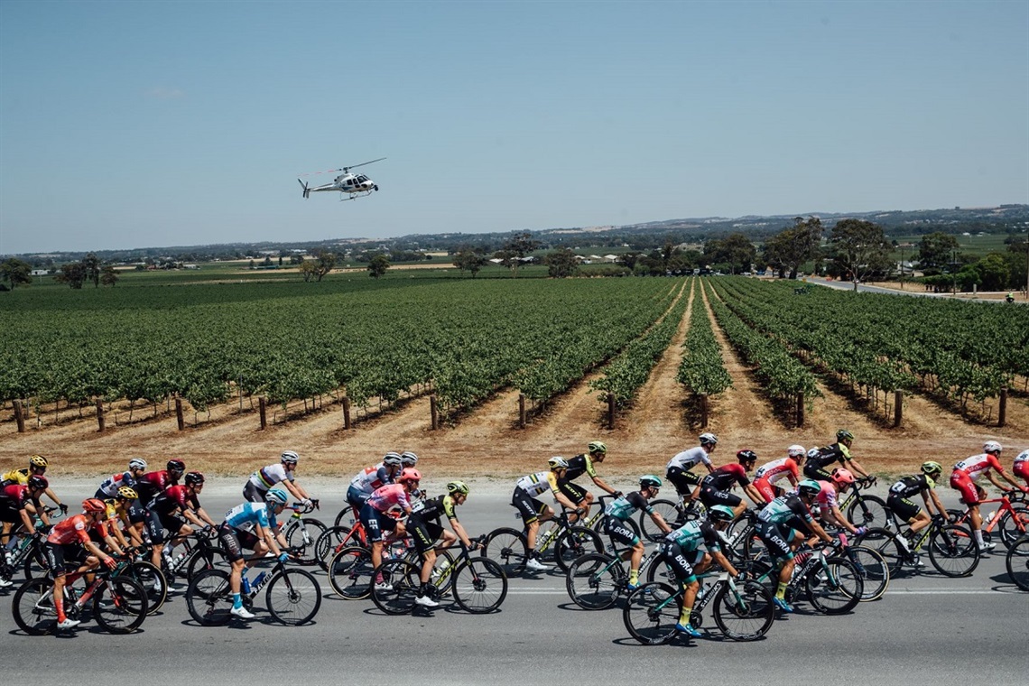 A pack of Santos Tour Down Under cyclists speed along a vineyard-lined road with a helicopter in the distance.
