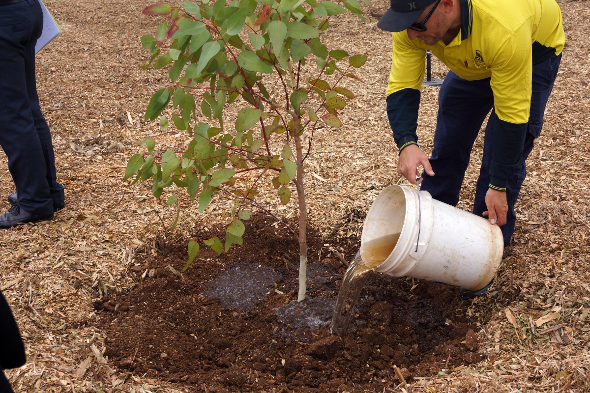 A council worker pours a bucket of water on the soil around the new tree planted at Knox Park, Morphett Vale.