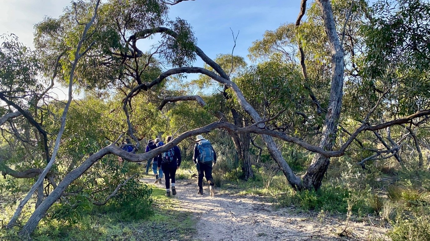 A group of walkers walk along a sandy tree-lined track at Aldinga Scrub.
