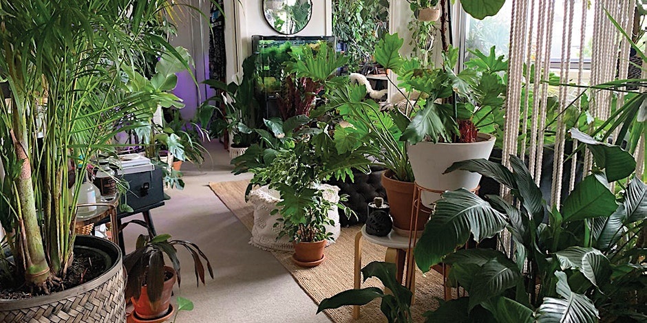 A sunlight filled room is covered in potted indoor plants.