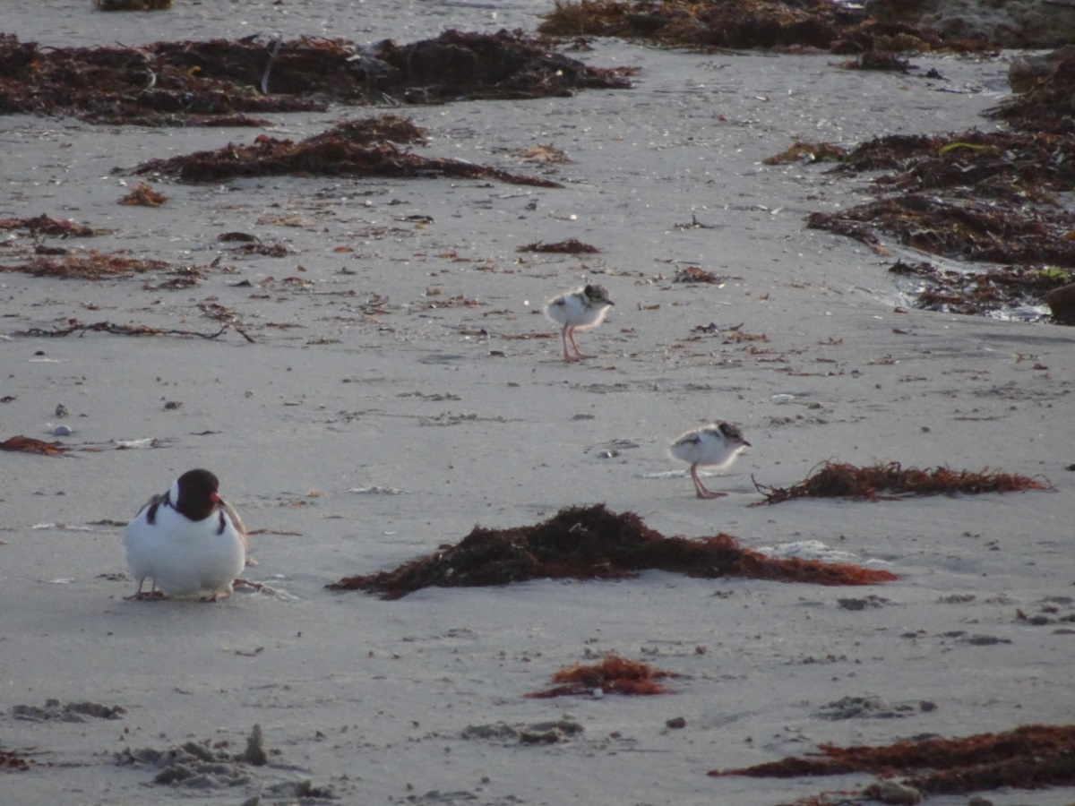 A Hooded Plover sits atop one of its chicks, with two others in the background on the sand.
