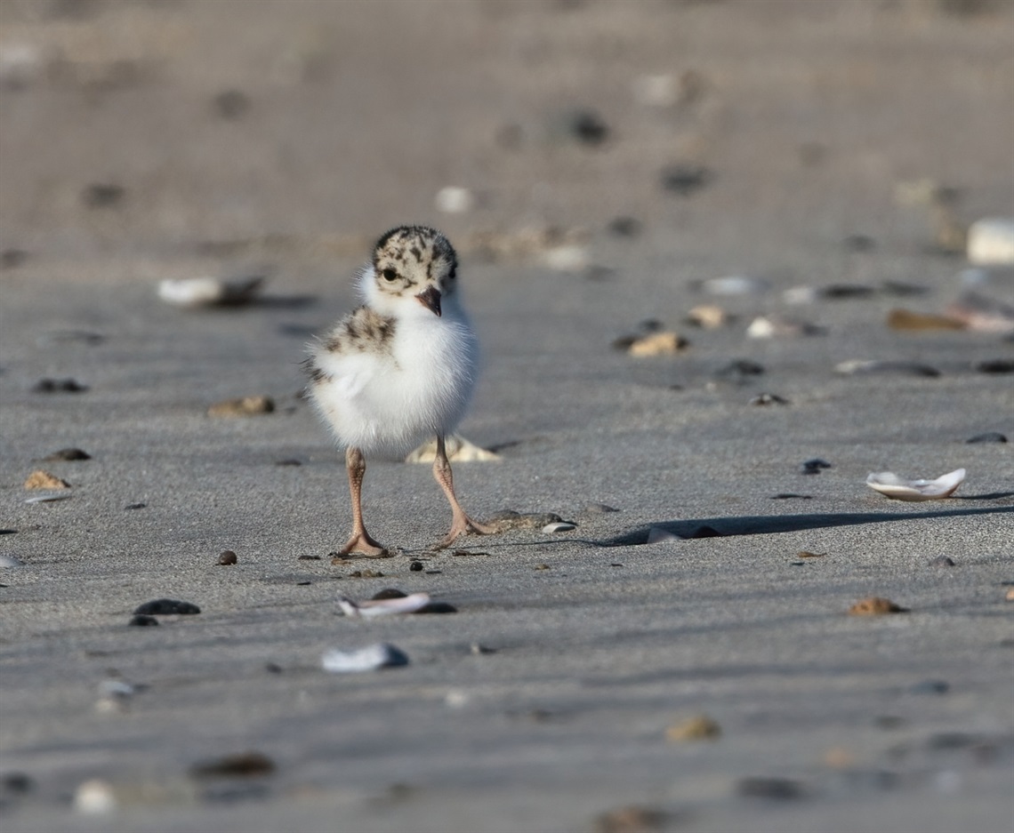 A close-up image of a Hooded Plover chick on a sandy beach with shells scattered around it.