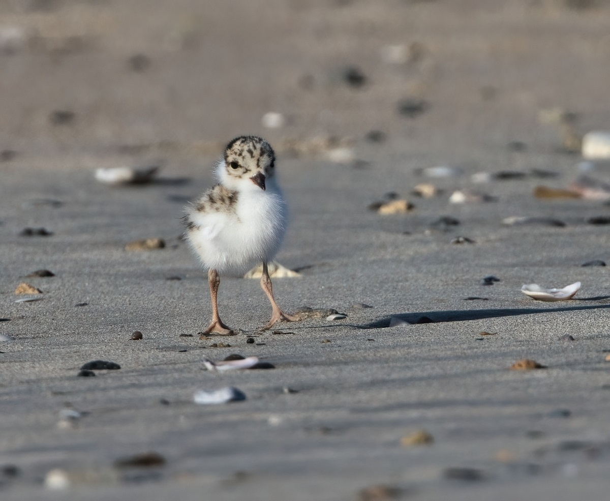 Onkaparinga’s Hooded Plovers need you Onkaparinga Now