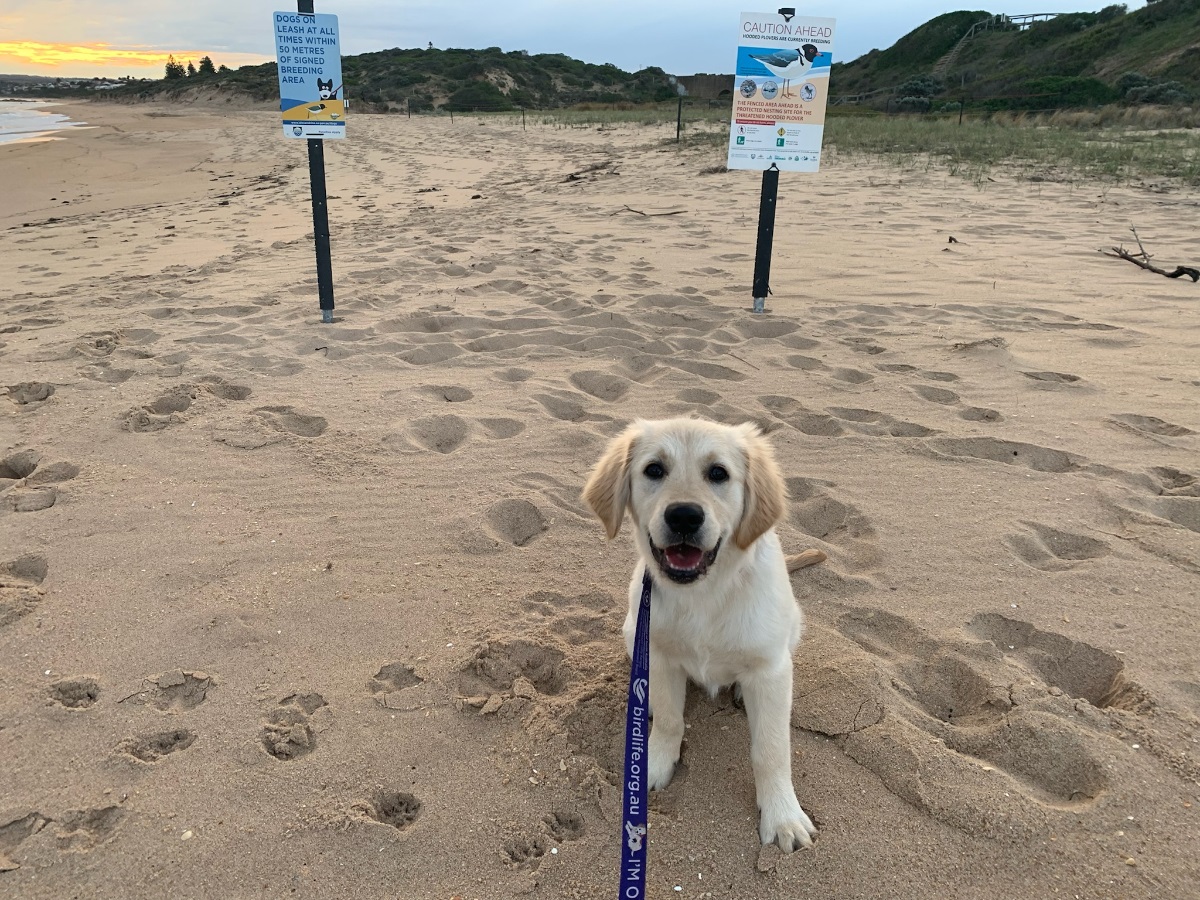 A leashed dog smiles in front of Hooded Plover breeding zone signs.