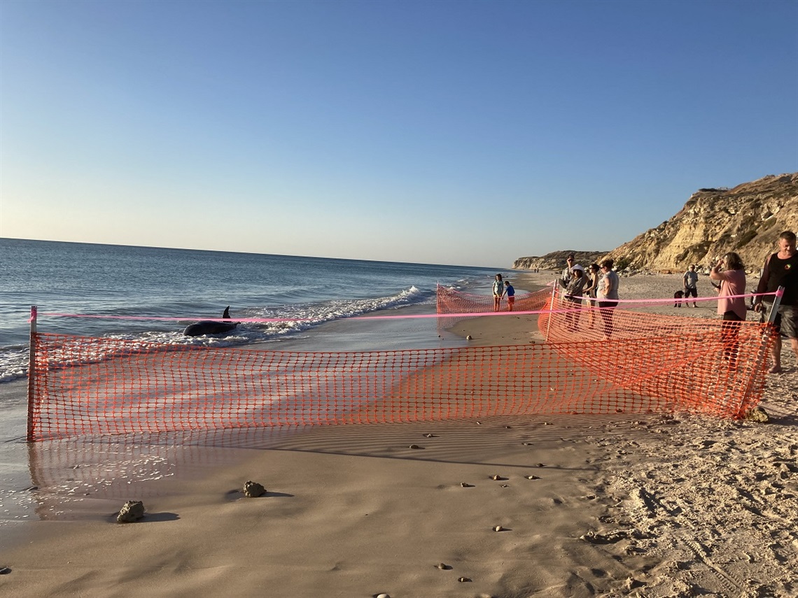 A stranded whale at Port Willunga beach lies in the shallows behind an orange safety fence with crowds surrounding it.