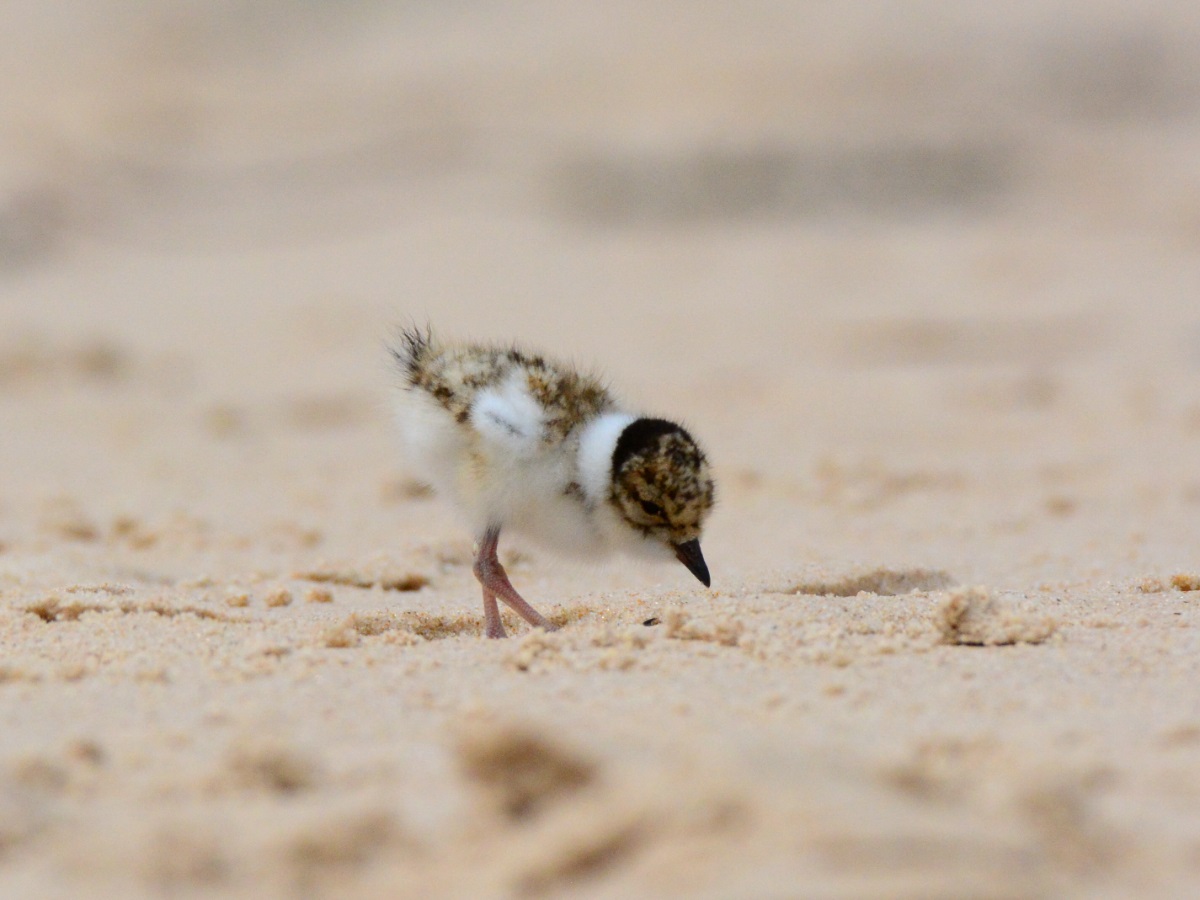 A Hooded Plover chick at Port Willunga bends with its beak towards the sand.