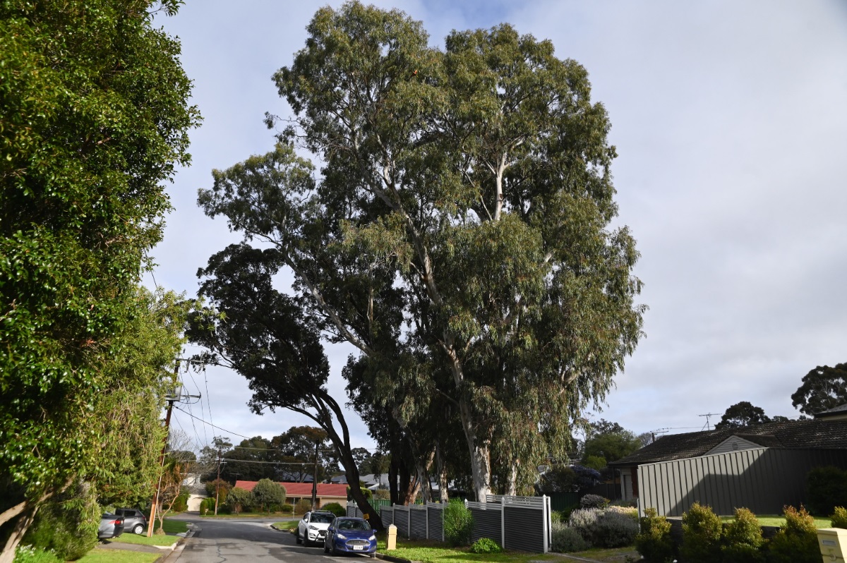 A view from the street of a towering Aberfoyle River Red Gum tree.
