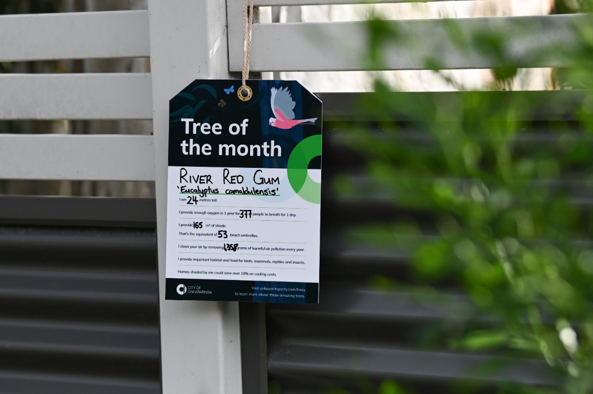 The tree tag on the fence alongside the Tree of the Month-winning tree, displaying key stats about the tree.