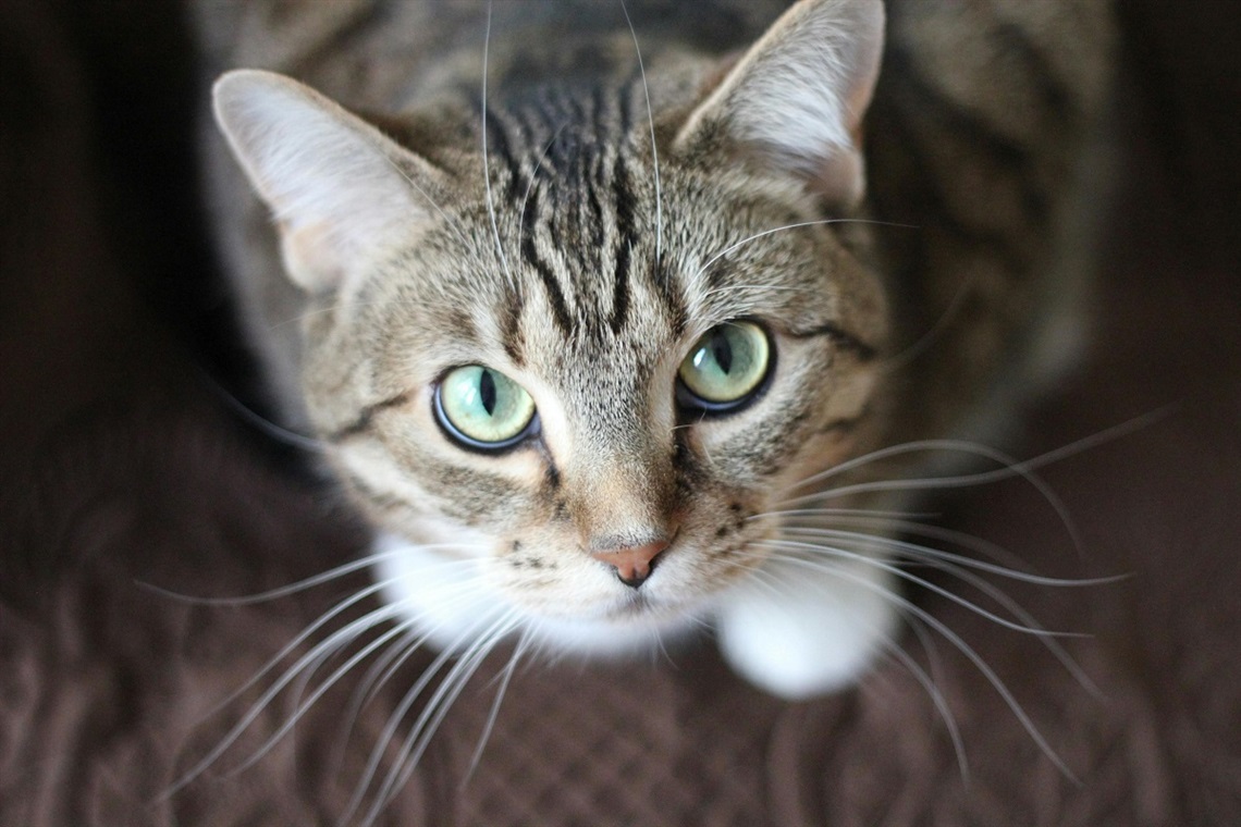 A close-up of a cat looking up at the camera with its white whiskers and green-yellow eyes in sharp focus.